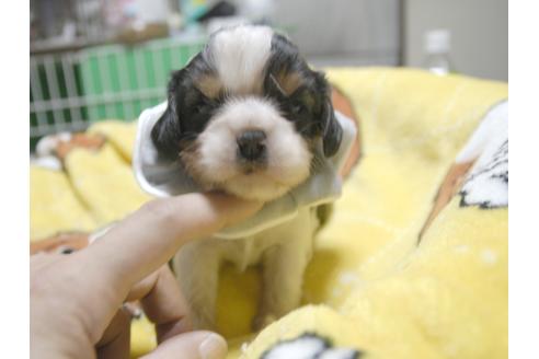 成約済の埼玉県のキャバリアキングチャールズスパニエル-52517の5枚目